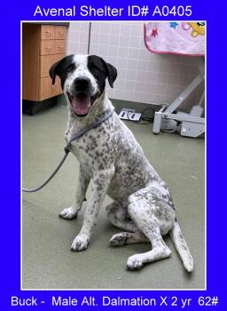 Rescue Dalmatian Dogs for Adoption in Avenal, California - Buck | PetCurious