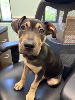 Shar Pei Dogs Available for Adoption in Mobile, Alabama - Raegan | PetCurious