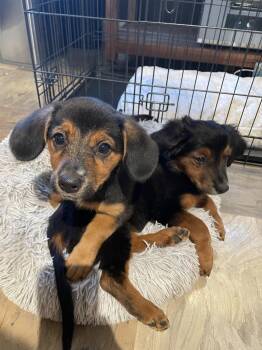 Miss Coco -  Shepherd Dog for Adoption in Salt Lake City, Utah - Miss Coco | PetCurious