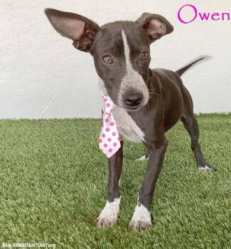 Owen -  Australian Kelpie and Chihuahua Dog for Adoption in San Diego, California - Owen | PetCurious