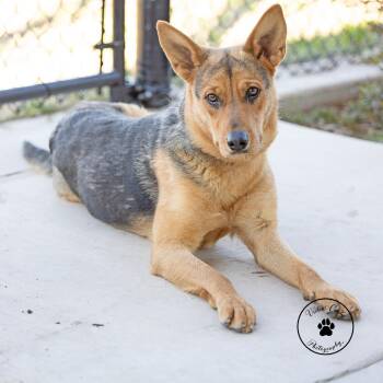 German Shepherd Dog Dogs Available for Adoption - Ember | PetCurious
