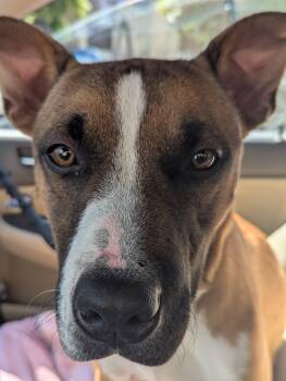 Rescue Mixed Breed Dogs for Adoption in Bellflower, California - Colt | PetCurious