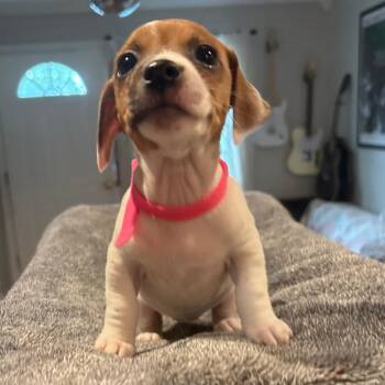 Wishbone -  Jack Russell Terrier Dog Available for Adoption - Wishbone | PetCurious