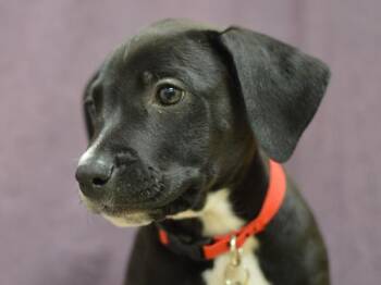 Burnside -  Pit Bull Terrier and Labrador Retriever Dog for Adoption in Portland, Oregon - Burnside | PetCurious