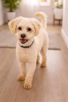 Havanese and Poodle Dogs Available for Adoption - Jazz | PetCurious