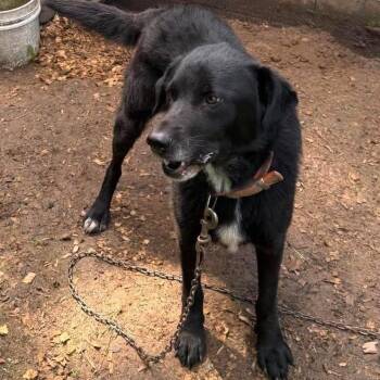 Pineapple Express Stray Hold 8/12 -  Mixed Breed Dog for Adoption in Huntington, West Virginia - Pineapple Express Stray Hold 8/12 | PetCurious