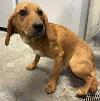 Beagle and Australian Shepherd Dogs Available for Adoption in Bowling Green, Kentucky - Odin | PetCurious