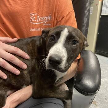 Mixed Breed Dogs Available for Adoption in Saint Joseph, Missouri - Maggie | PetCurious