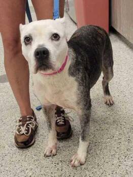 Shyla -  Pit Bull Terrier and Mixed Breed Dog for Adoption in Kansas City, Missouri - Shyla | PetCurious