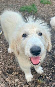JayJ -  Great Pyrenees and Shepherd Dog for Adoption in Pacific, Missouri - JayJ | PetCurious