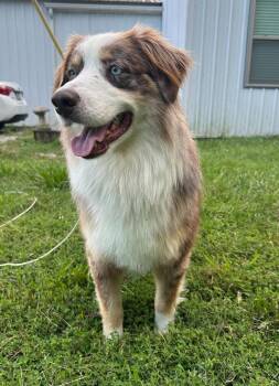 1126 Freckles NKA Soma -  Australian Shepherd Dog for Adoption in Ringwood, Illinois - 1126 Freckles NKA Soma | PetCurious