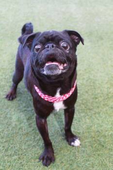 Rori -  Pug Dog for Adoption in Gardena, California - Rori | PetCurious