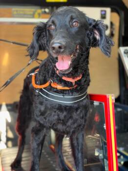 Doodle -  Labradoodle Dog for Adoption in Whitestown, Indiana - Doodle | PetCurious