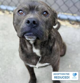 Falafel -  Pit Bull Terrier Dog for Adoption in Naperville, Illinois - Falafel | PetCurious