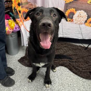 Chocolate Labrador Retriever and German Shepherd Dog Dogs Available for Adoption - King | PetCurious