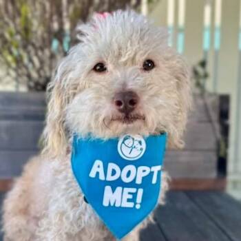Richard Dawson -  Poodle Dog for Adoption in Pacific Grove, California - Richard Dawson | PetCurious