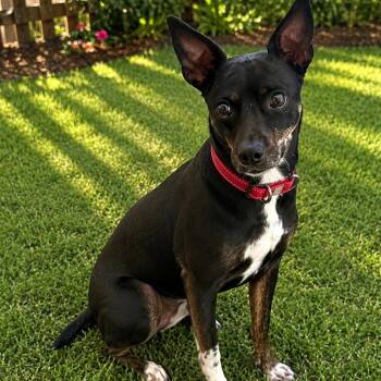 Jimmy (JT) -  Chihuahua and Black Mouth Cur Dog for Adoption in Roswell, Georgia - Jimmy (JT) | PetCurious