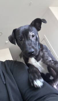 Rescue Labrador Retriever and American Staffordshire Terrier Dogs for Adoption in Mckinney, Texas - Rondy | PetCurious