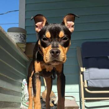 Juniper -  Rottweiler Dog for Adoption in Chicago, Illinois - Juniper | PetCurious