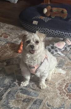 Maltese Dogs Available for Adoption - Violet | PetCurious