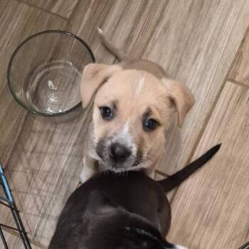 Jessie Toystory C606 -  Border Terrier Dog for Adoption in Allen, Texas - Jessie Toystory C606 | PetCurious