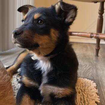 949 (2026) Riley -  Australian Shepherd and Mixed Breed Dog for Adoption in Parker, Colorado - 949 (2026) Riley | PetCurious