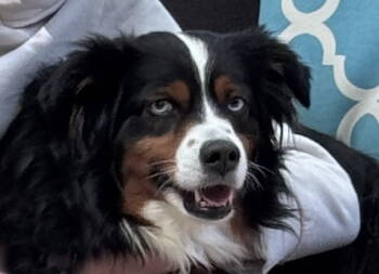 Rescue Australian Shepherd Dogs for Adoption in Palo Alto, California - Finn | PetCurious