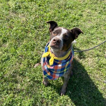 Rescue Australian Cattle Dog Blue Heeler Dogs for Adoption in Angleton, Texas - Goose | PetCurious