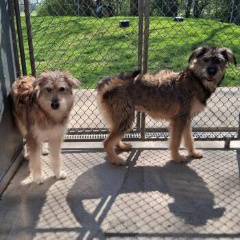 Wheaten Terrier Dogs Available for Adoption in Dayton, Ohio - Blaze | PetCurious
