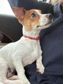Solomon -  Jack Russell Terrier and Mixed Breed Dog for Adoption in Clinton, Wisconsin - Solomon | PetCurious