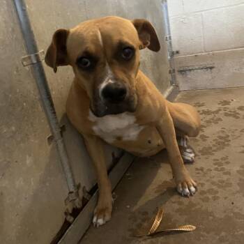 Boxer Dogs Available for Adoption in Edinburg, Texas - Ginger | PetCurious
