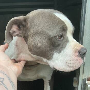 Rescue Pit Bull Terrier Dogs for Adoption in Saint Joseph, Missouri - Hendrix | PetCurious