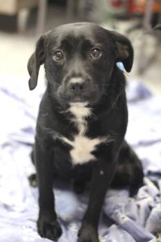 Hound Dogs Available for Adoption in Manchester, New Hampshire - Lenny In NH! Come Meet Our Adoptable Dogs Wednesday-Saturday. Mo | PetCurious