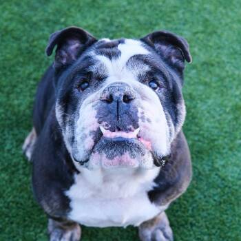 Meatball -  Bulldog Dog for Adoption in Newport Beach, California - Meatball | PetCurious