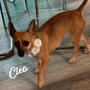Chihuahua Dogs Available for Adoption - Cleo #cuddly-purse-dog | PetCurious