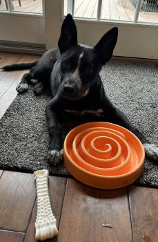 Cleo -  Cattle Dog Dog for Adoption in Medford Lakes, New Jersey - Cleo | PetCurious
