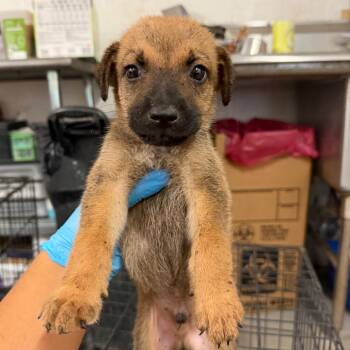 Bologna -  Shepherd Dog for Adoption in Edinburg, Texas - Bologna | PetCurious