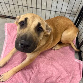 Stacy -  Shepherd and Mixed Breed Dog for Adoption in Birmingham, Alabama - Stacy | PetCurious