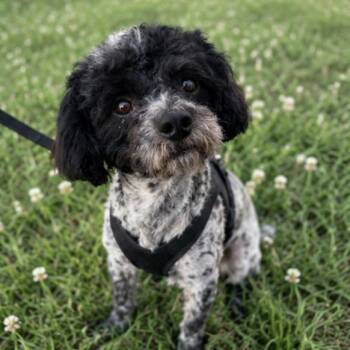 Blueberry Finn -  Shih Poo Dog for Adoption in Corona, California - Blueberry Finn | PetCurious