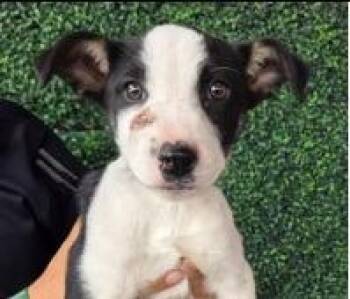Border Collie Dogs Available for Adoption in Thompson Falls, Montana - Julep | PetCurious
