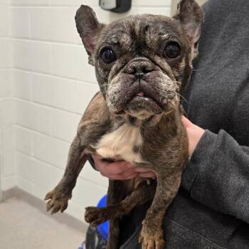 French Bulldog Dogs Available for Adoption - 26-97 | PetCurious