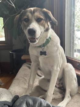 Great Pyrenees Dogs Available for Adoption in Lafayette, Colorado - Elsa | PetCurious