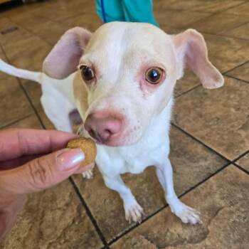 Pluto -  Chihuahua Dog for Adoption in Las Vegas, Nevada - Pluto | PetCurious