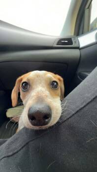 Scarlet -  Dachshund and Jack Russell Terrier Dog for Adoption in Gillsville, Georgia - Scarlet | PetCurious
