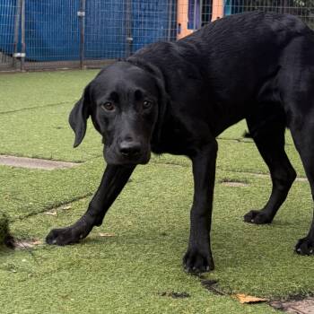 Susie -  Black Labrador Retriever Dog for Adoption in Grand Junction, Colorado - Susie | PetCurious