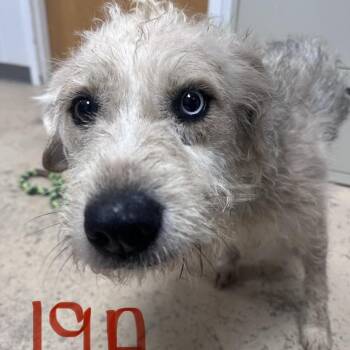 Mixed Breed Dogs Available for Adoption in Pekin, Illinois - Scooter | PetCurious