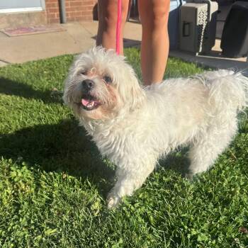 Wilfred -  Poodle and Maltese Dog for Adoption in Myerstown, Pennsylvania - Wilfred | PetCurious