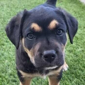 Colt -  Mixed Breed Dog for Adoption in Chino Valley, Arizona - Colt | PetCurious