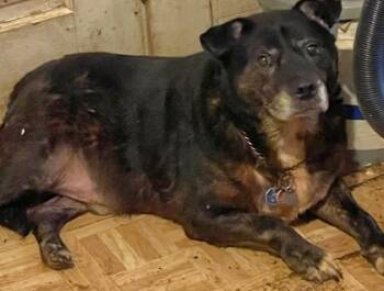 Rescue Labrador Retriever and Mixed Breed Dogs for Adoption in Parma, Ohio - Radar | PetCurious