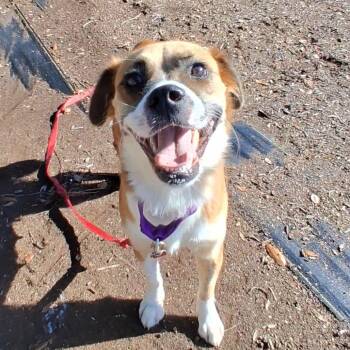 Golden -  Mixed Breed Dog for Adoption in West Palm Beach, Florida - Golden | PetCurious